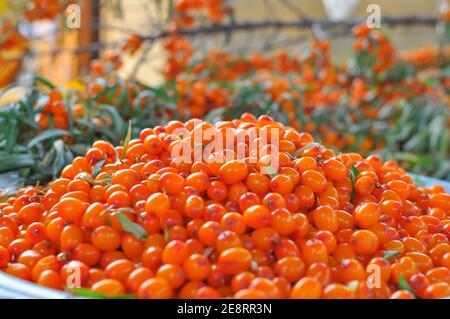 Ein großes Gericht voller frischem Sanddorn im Garten an einem sonnigen Tag. Nahaufnahme, selektiver Fokus, geringe Schärfentiefe. Stockfoto