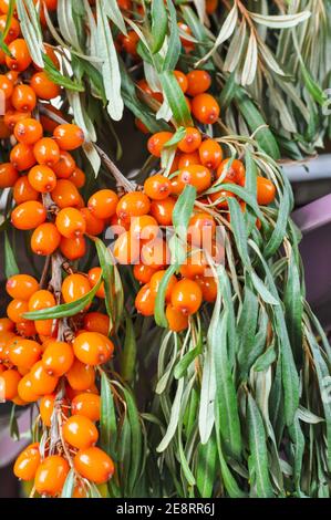Trauben von reifen frischen Sanddorn im Garten an einem sonnigen Tag. Nahaufnahme, selektiver Fokus, geringe Schärfentiefe. Stockfoto