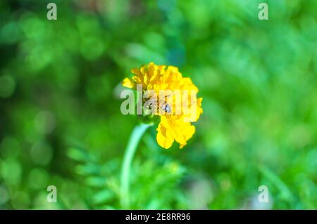 Eine Biene sammelt Nektar aus einer Ringelblume Knospe Stockfoto