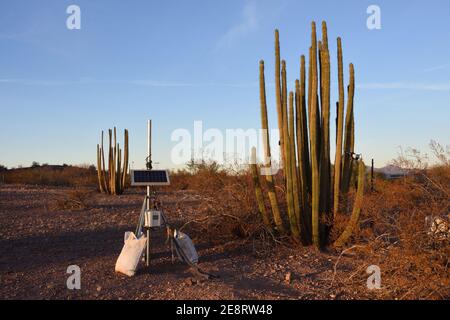 Kleines tragbares Solarpanel auf Stativ neben Orgelpfeifenkaktus in der Wüste in Phoenix, Arizona, USA Stockfoto