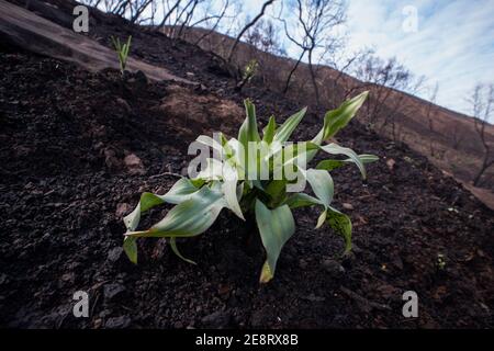 Eine wellige Laubseifenpflanze wächst von einem kalifornischen Hügel, nachdem ein Waldbrand durchgebrannt wurde, ein Beispiel für eine sekundäre Folge als Pionierarten erscheinen Stockfoto