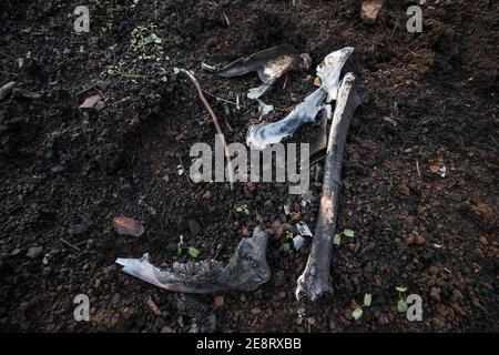 Verkohlte Knochen sind alles, was von einem Maultier Reh, der in den kalifornischen Waldbränden gefangen bekommen haben muss, bleibt. Stockfoto