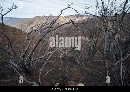 Tote und verbrannte Vegetation blieb stehen, nachdem Waldbrände durch diesen Teil Kaliforniens gegangen waren und eine verkohlte Landschaft hinterlassen hatten. Stockfoto