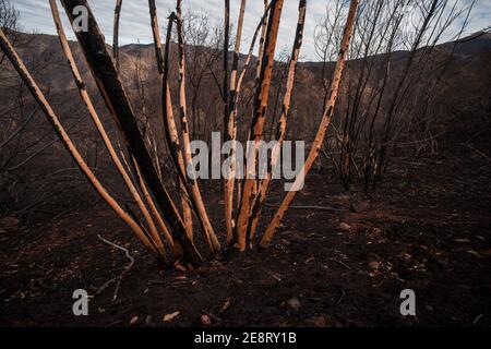 Ein Baum bleibt mit seiner Rinde abgebrannt, nachdem ein Waldbrand durch das Gebiet gegangen ist und einen Großteil des Waldes in Kalifornien zerstört hat. Stockfoto