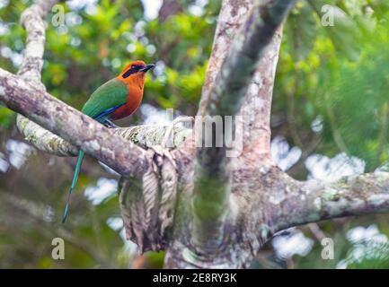 Rufous motmot (Baryphthengus martii) auf einem Zweig im Nebelwald von Mindo bei Quito, Ecuador. Stockfoto