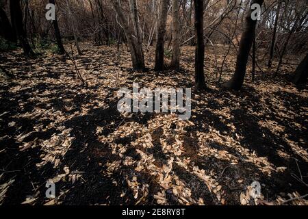 Gefallene Blätter sitzen auf dem verkohlten Boden nach einem Waldbrand, ein interessanter Kontrast der toten Blätter mit dem verbrannten Boden. Stockfoto