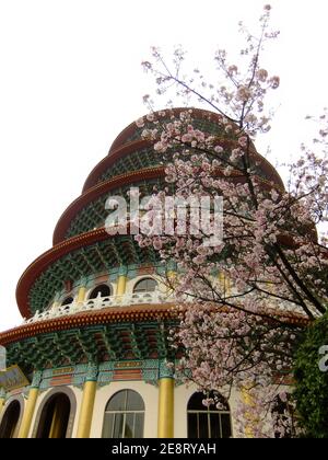 Nahaufnahme der Kirschbaumblüte in Taipei, Taiwan Stockfoto