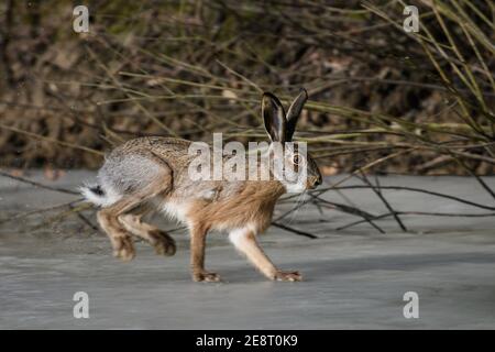 Hare auf gefrorenem Teich laufen. Wildes Tier in der Natur Stockfoto