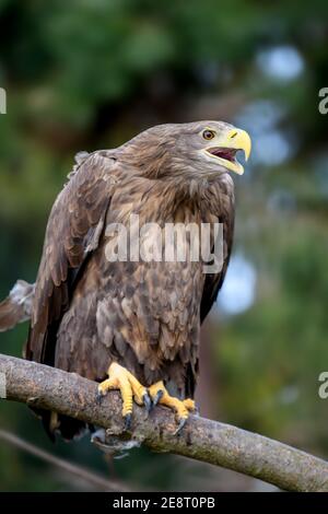 Seeadler auf Kiefernzweig sitzend. Gefahr Tier in der Natur Lebensraum. Wildtierszene Stockfoto