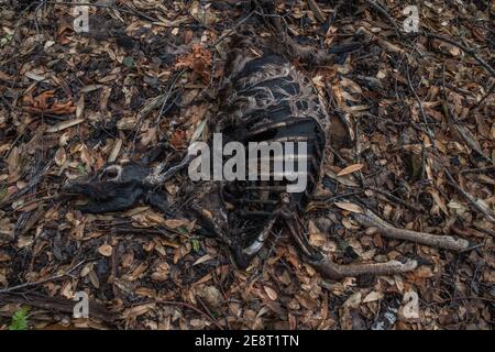 Tote Maultierhirsche (Odocoileus hemionus californicus) zerfallen auf dem Waldboden in Kalifornien, vielleicht ein Opfer von Waldbränden, die das Gebiet verwüstet. Stockfoto