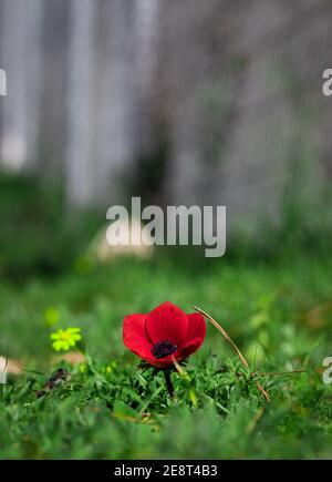 Rote Anemone Blume in einem grünen Gras, verschwommener Hintergrund Stockfoto