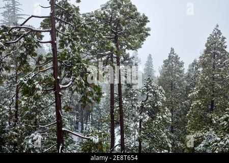 Erster Winterschnee fällt auf Waldbäume Szene von Baumkronen In Lake Arrowhead California Stockfoto