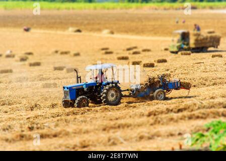 Zuckerrohrblatt komprimieren von Traktor in altem Zuckerrohrfeld Stockfoto