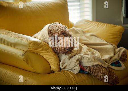 Wet Dog nach dem Bad in Decke auf gelbem Lederstuhl Stockfoto