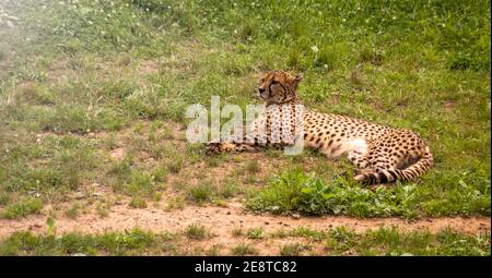 Geparden-Fotografie. Acinonyx jubatus im Naturpark Cabarceno in Kantabrien Stockfoto