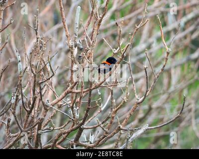 Red Backed Fairy Wren, NSW Mid North Coast Australia Stockfoto