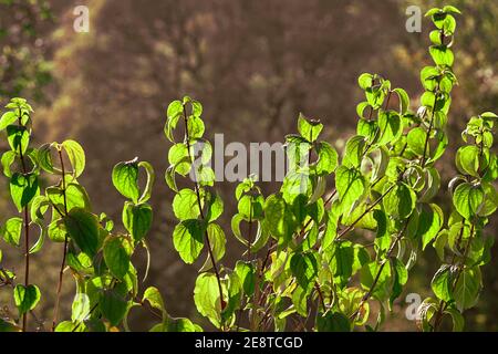 Sonniger Sommertag. Blick von vorne. Stockfoto