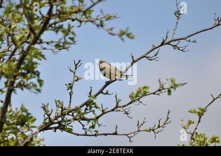 Grünfink (Carduelis chloris) auf der Halbinsel Gnitz am Achterwasser auf Usedom an der Ostsee. Stockfoto