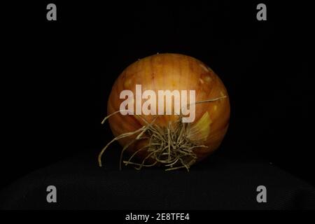 Eine einzelne weiße Zwiebel isoliert auf einem schwarzen Hintergrund Stockfoto
