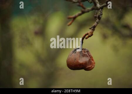 Alte trockene Birne hängen an Baumzweig im Herbstgarten. Verschwommenes grünes Bokeh. Stockfoto