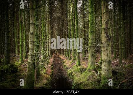 Sitka Fichte Bäume - Picea sitchensis - wächst auf einer Baumplantage in Cornwall. Stockfoto