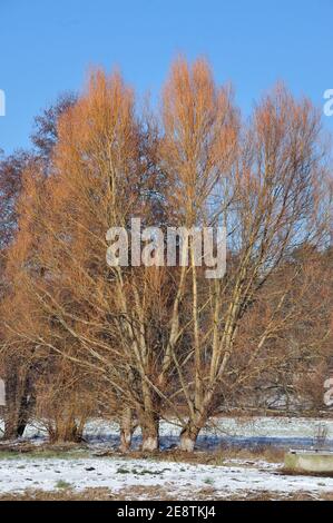 Das Ende des Januars 2021 bescherte uns eine märchenhafte Winterwanderung Durch das Landschaftsschutzgebiet des Erpetals am Rande von Berlin bei Walde Stockfoto