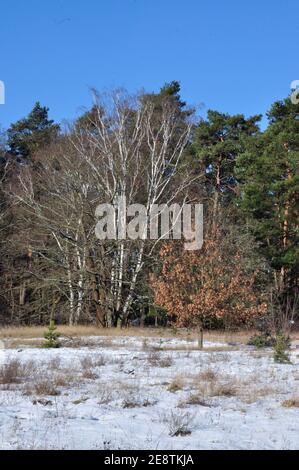 Das Ende des Januars 2021 bescherte uns eine märchenhafte Winterwanderung Durch das Landschaftsschutzgebiet des Erpetals am Rande von Berlin bei Walde Stockfoto