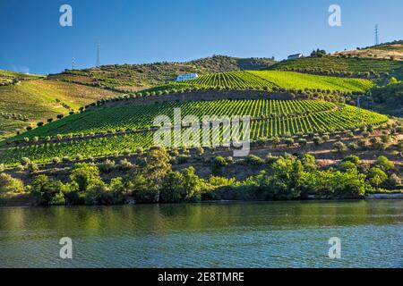 Terrassierte Weinberge über Rio Douro, in Vale do Douro, Cima Corgo (Oberer Corgo), Alto Douro, in der Nähe von Peso da Regua, Region Norte, Portugal Stockfoto