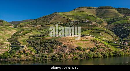 Terrassierte Weinberge über Rio Douro, in Vale do Douro, Cima Corgo (Oberer Corgo), Alto Douro, in der Nähe von Pinhao, Norte Region, Portugal Stockfoto