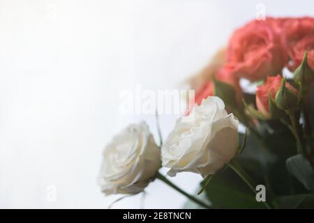 Zarte Pastellrosen Nahaufnahme auf einem unscharfen hellen Hintergrund. Ein duftendes Bouquet von Pfirsichrosen. Geschenk zum Geburtstag, Hochzeit, Valentinstag, Mutter Stockfoto