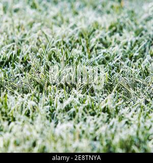 Gefrorenen Rasen Hintergrund und Textur im Querformat Stockfoto