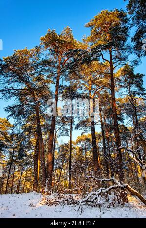 Winterlandschaft von gemischten europäischen Wald Dickicht unter leichtem Schnee Bei Sonnenuntergang in Puszcza Kampinoska Wald in Palmiry bei Warschau In Mittelpolen Stockfoto