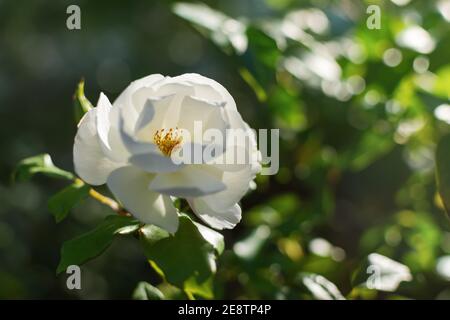 Weiße Rosen blühen im Sommergarten. Schöne zarte Rose Nahaufnahme auf einem verschwommenen grünen Hintergrund. Weicher selektiver Fokus, rundes Bokeh, helle Sonneni Stockfoto