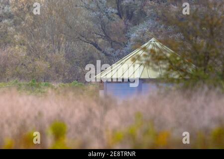 Vogelschutzgebiet im Naturschutzgebiet Oostvaardersplassen, Provinz Flevoland, Niederlande Stockfoto