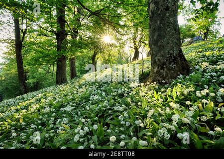 Federwald. Frische grüne Wälder im Wald. Blühender Bärlauch. Stockfoto