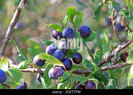 Schlehen Beeren auf Blackthorn Busch Stockfoto