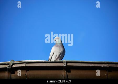 Gewöhnliche Taube (Columba livia) auf einem Kupferdach, blauer Himmel Hintergrund Stockfoto