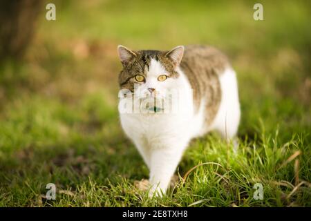 Schöne dreifarbige Katze im Kragen Spaziergang auf dem grünen Gras im Frühlingsgarten. Stockfoto