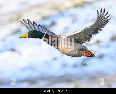 Dresden, Deutschland. Februar 2021. Ein stockentrockener fliegt über die verschneiten Ufer der Elbe. Quelle: Robert Michael/dpa-Zentralbild/dpa/Alamy Live News Stockfoto