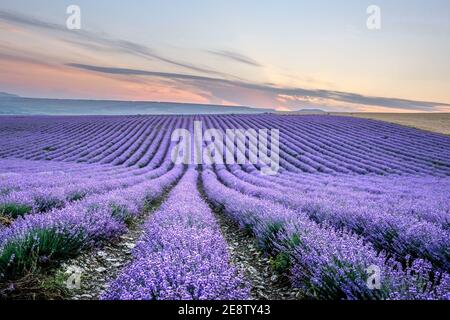 Schönes Lavendelfeld mit langen violetten Reihen Stockfoto