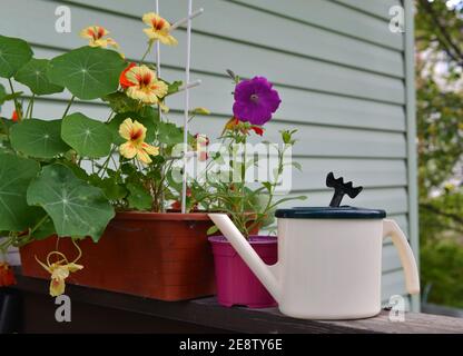 Gießkanne mit Petunia und Kapuzinerkresse in Töpfen. Vintage botanischen Hintergrund mit Pflanzen, Home Hobby Stillleben mit Gartenobjekten und Stockfoto