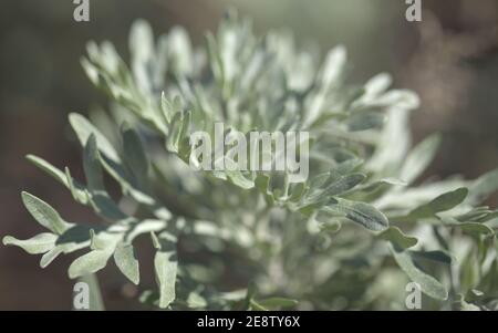Flora von Gran Canaria - Artemisia thuscula, Kanarische Wermut Blumen, natürliche Makro floralen Hintergrund Stockfoto