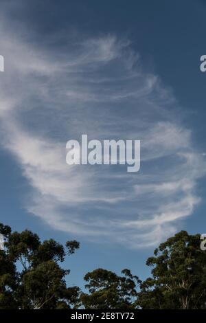 Höhenspirale aus weißen, wispy, Cirrus Wolken in einem blauen Himmel mit einem Horizont von Baumkronen. Australien. Stockfoto