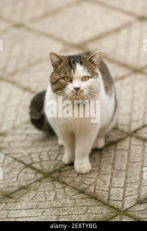 Tabby weiße große Katze in einem Kragen sitzt auf einem nassen gefliesten Bürgersteig. Stockfoto