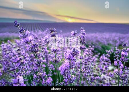 Nahaufnahme Lavendel in einem lila Feld bei Sonnenaufgang. Schöne Landschaft der provence Stockfoto