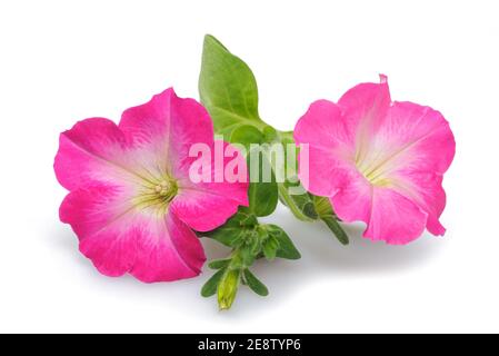 Rosa Surfinia Petunia Blüten isoliert auf weißem Hintergrund Stockfoto