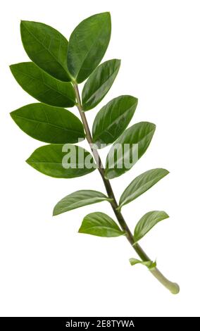 Zanzibar gem (Zamioculcas zamiifolia) Zweig isoliert auf weißem Hintergrund Stockfoto