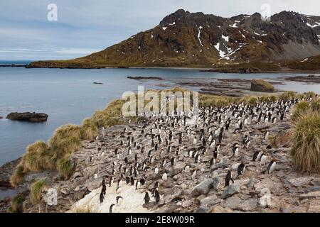 Makkaroni-Pinguin (Eudytes chrysolophus) an der Küste von südgeorgien. (CTK Photo/Ondrej Zaruba) Stockfoto