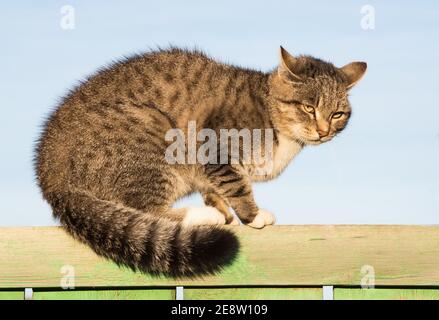 Mürrisch gestromte Katze mit gelben Augen am Holzzaun Mit blauem Himmel auf dem Hintergrund Stockfoto