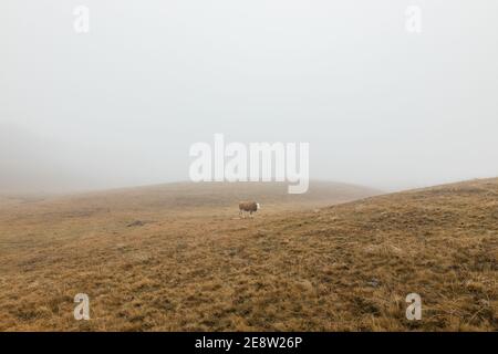 Kuh auf der Wiese in einem nebligen Wintermorgen Stockfoto